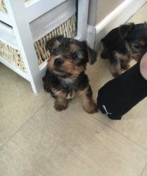 Amazing Home Raised Yorkie Puppies