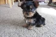 AKC Female Yorkshire Terrier Yorkie***