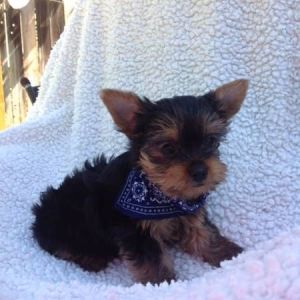 adorable yorkie pups ready***
