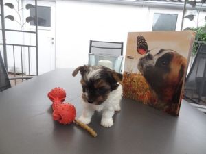 Top Quality Male and Female Teacup YORKIE