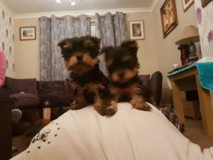 Yorkshire Terrier Puppiestext us at #(***) ***-***0