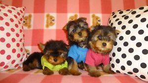 x-mass gift Yorkie puppies