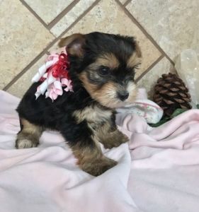 vvbb Yorkshire Terrier Puppies for Sale