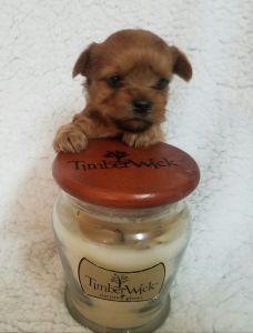 Akc reg Yorkies puppies