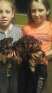 Yorkshire Terrier Puppy's