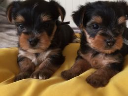 Good teacup yorkie puppies for sale.text(***) ***-***9