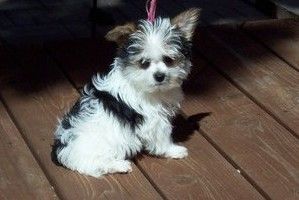 Yorkshire Terrier puppies for sale