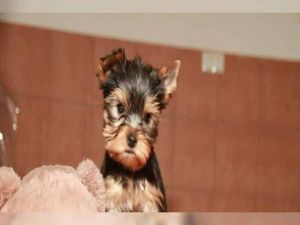 MEET GINGER - Female Yorkshire Terrier