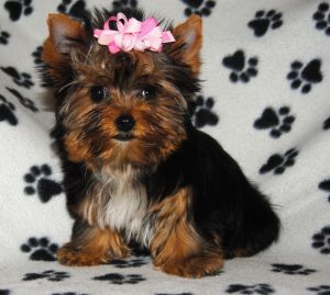 Female Yorkshire Terrier