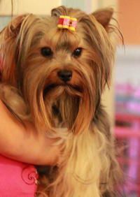 Zinny, Adult Parti carrier Stud male