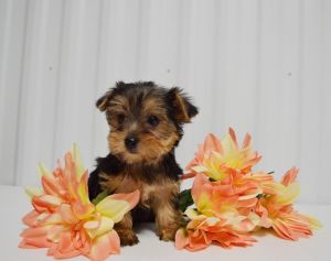 Tootsy Female yorkie akc