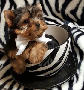 Teacup Yorkie puppies for sale.