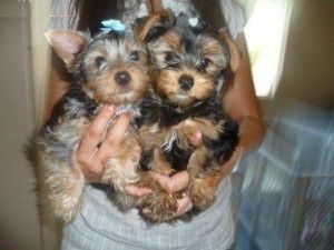 Teacup Yorkie Puppies for Re-homing