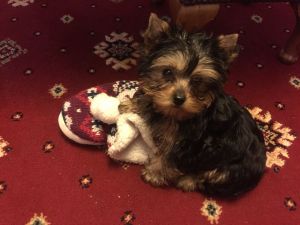 Super Darling Teacup Yorkie Puppy