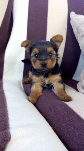 Amazing Yorkshire Terrier Puppies