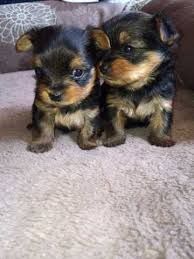 Yorkie Puppies For Sale