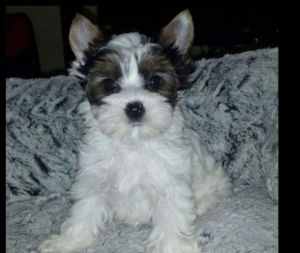 Female Biewier Yorkshire Terrier Puppy For Sale