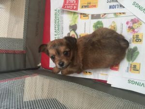 Yorkie and Chihuahua mix female