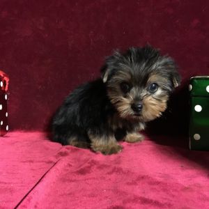 Yorkie Tcup babies