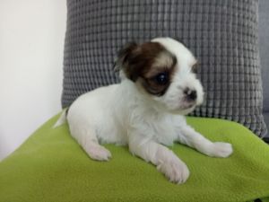 Yorkshire Terrier Puppies