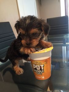Yorkshire Terrier Puppies