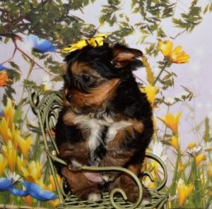 Pedigree Miniature Yorkshire Terrier Puppies
