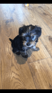 Yorkshire Terrier Puppies