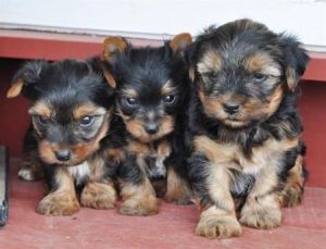 Charming cute teacup yorkie puppies