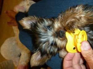 Yorkshire Terrier Puppy