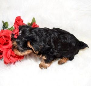 Yorkshire Terrier Puppies