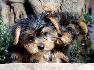 Two adorable 10 week old puppies Yorkie