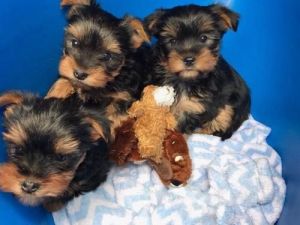 Yorkshire Terrier Puppies (2 Boys 3 Left)