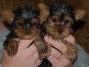 Beautiful Teacup Yorkies
