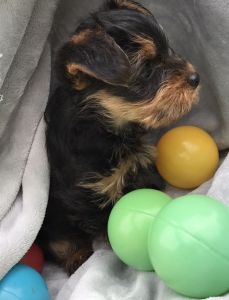 Extremely Cute Yorkshire Terrier Puppies Available (***) ***-***0