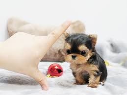They are purebred Yorkie ***