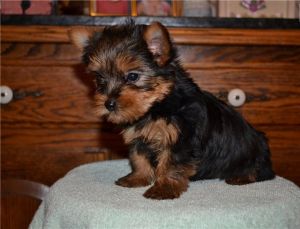 AKC Yorkie Puppies