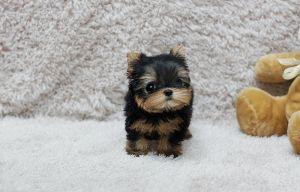 Teacup Yorkie Puppies.