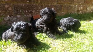 Stunning Yorshire Terrier Pups