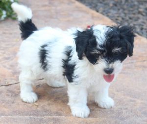 Gorgeous AKC Yorkshire Terrier Puppies.