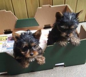 Happy Biewer Yorkshire Terrier Girls