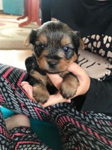 One Girl Left Sable Yorkie Females