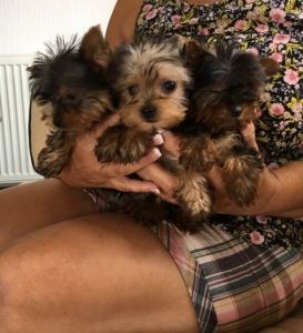 Gorgeous Teacup Yorkshire Terrier Boy