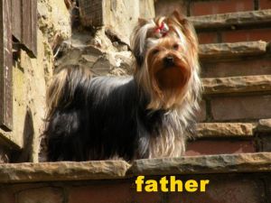 Shichi X Yorkshire Terrior Miniture Puppies.