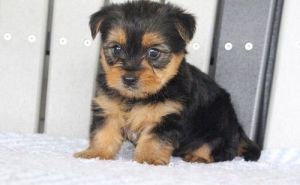 Adorable AKC Yorkshire Terrier Puppies.