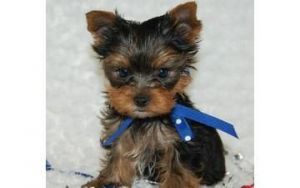 Toy Yorkshire Terrier Girl Puppy
