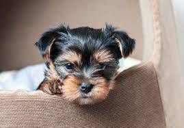 Male/female Yorkie puppies. Rehoming fee required. Very active