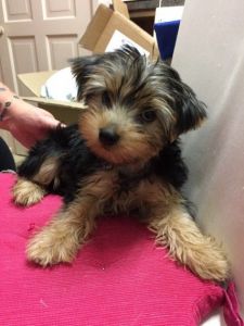 Yorkshire Terrier Pups
