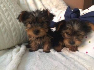 Yorkshire Terrier Puppy