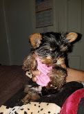 cute yorkie puppies for sale text me at #(***) ***-***1
