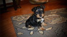 Lovely yorkie puppies needing a new text us #(***) ***-***1